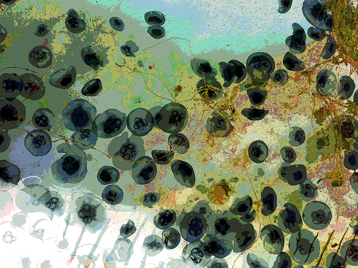 yellowishjellyfish(web)